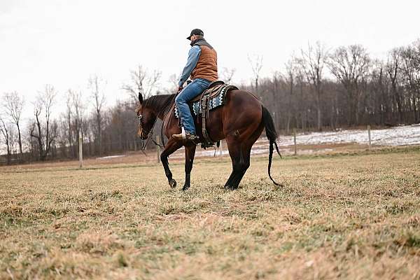 penn-horse