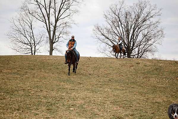 athletic-quarter-horse