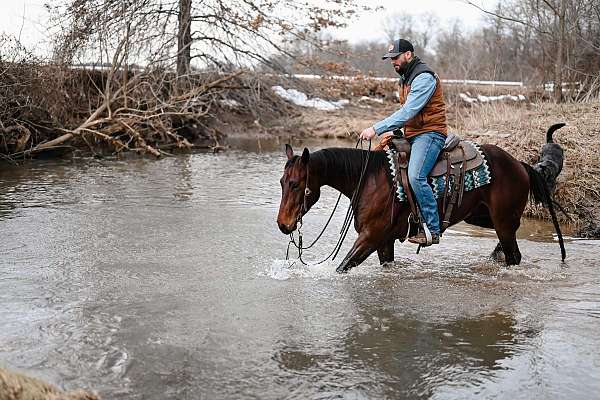 barrel-quarter-horse