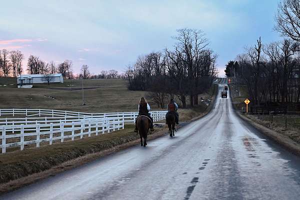 beginner-quarter-horse