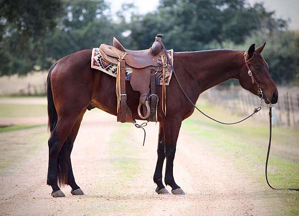 calf-roping-quarter-horse