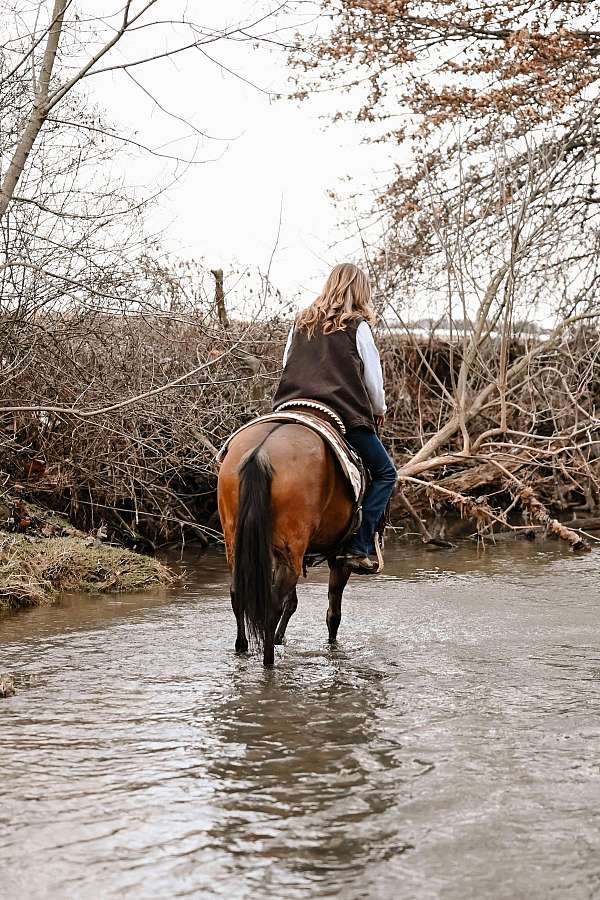 all-around-quarter-pony