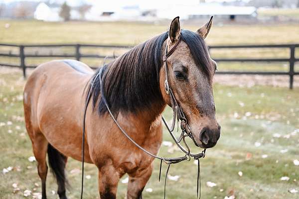 cross-quarter-pony