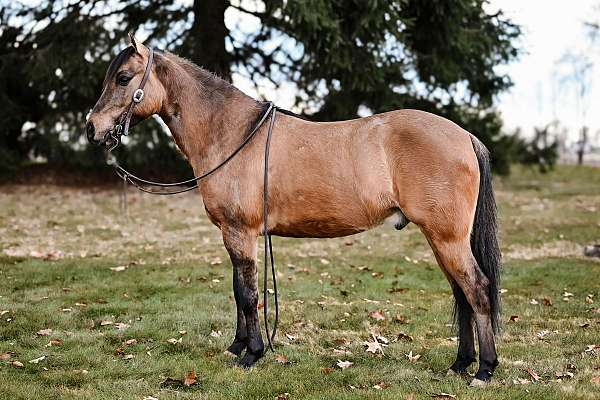 dressage-quarter-pony