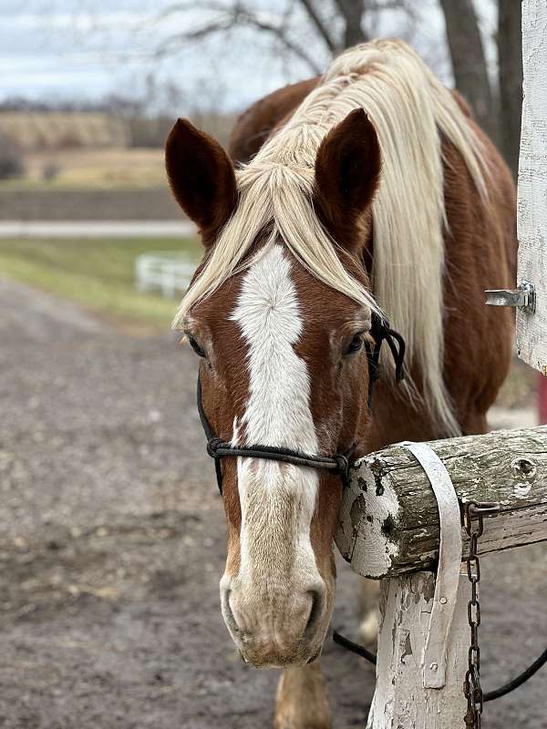 stripe-on-face-white-stocking-back-right-horse