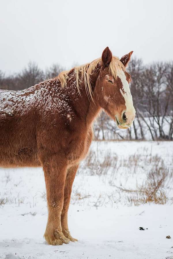 liver-chestnut-stripe-on-face-white-stocking-back-right-horse