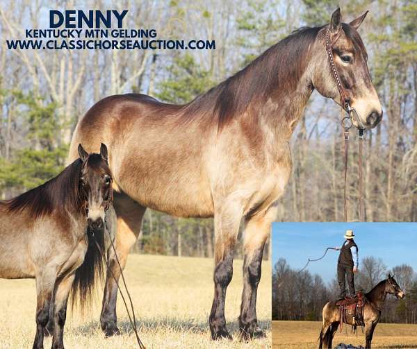 beautiful-gelding-kentucky-mountain-horse