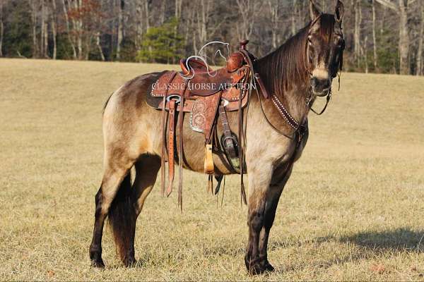 build-kentucky-mountain-horse