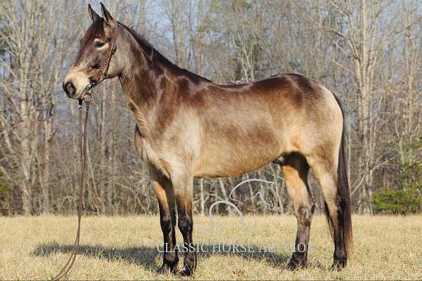 choice-kentucky-mountain-horse