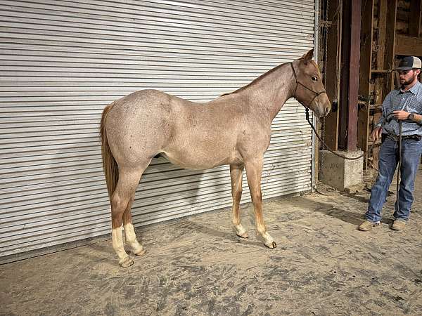 quarter-horse-gelding