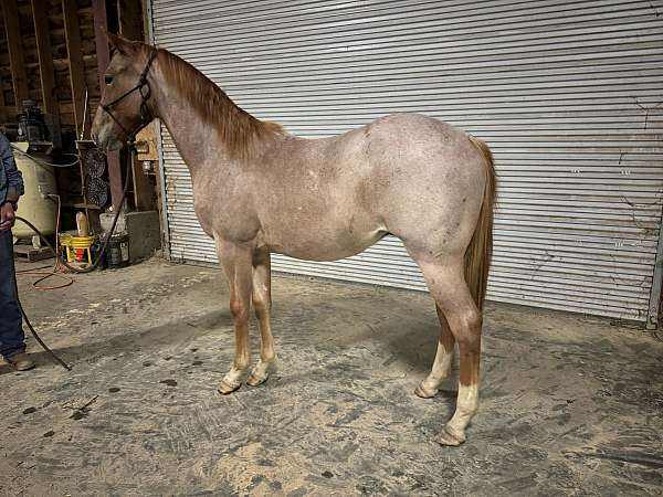 quarter-horse-for-sale