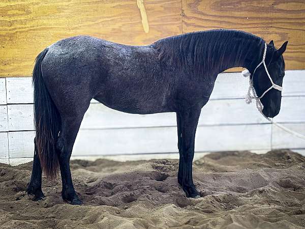 all-around-friesian-horse