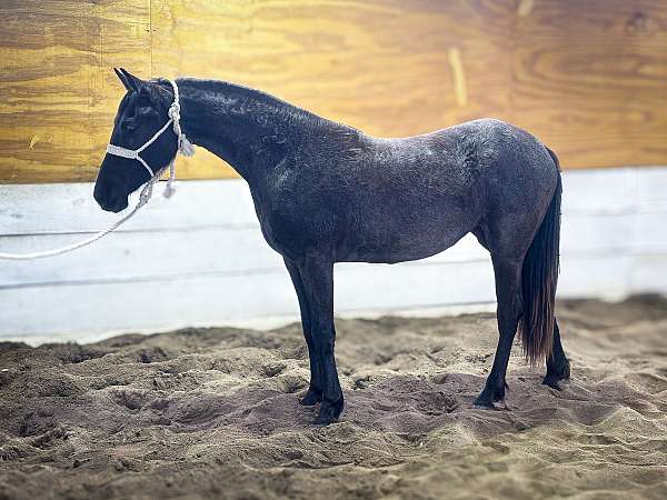 athletic-friesian-horse