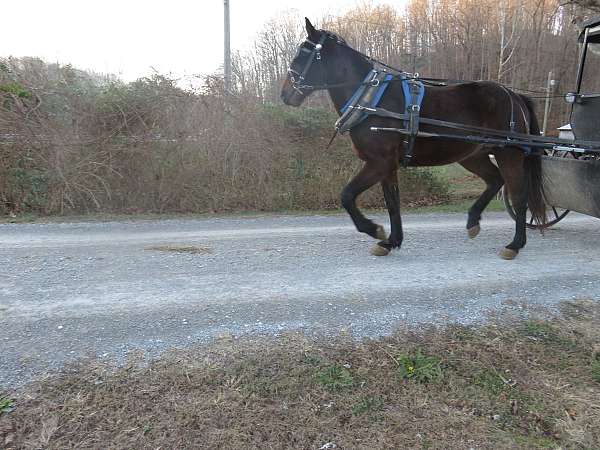 draft-driving-standardbred-horse