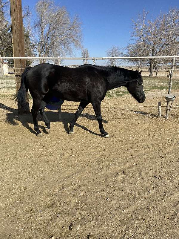 all-around-breeding-thoroughbred-horse