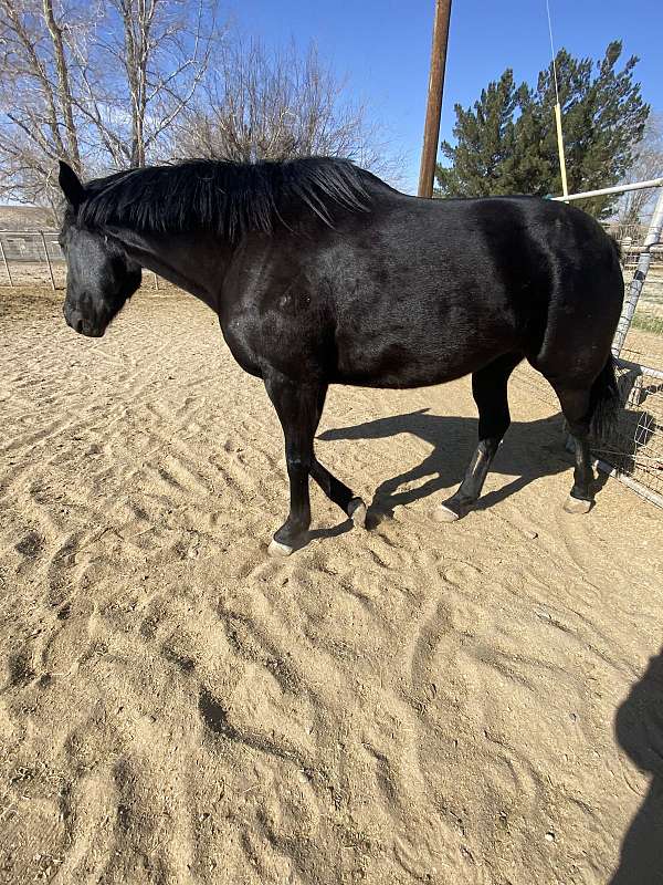 all-around-breeding-horse