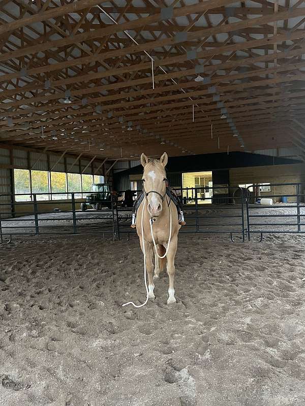 white-on-nose-forehead-four-feet-horse