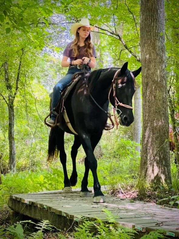 playday-friesian-horse