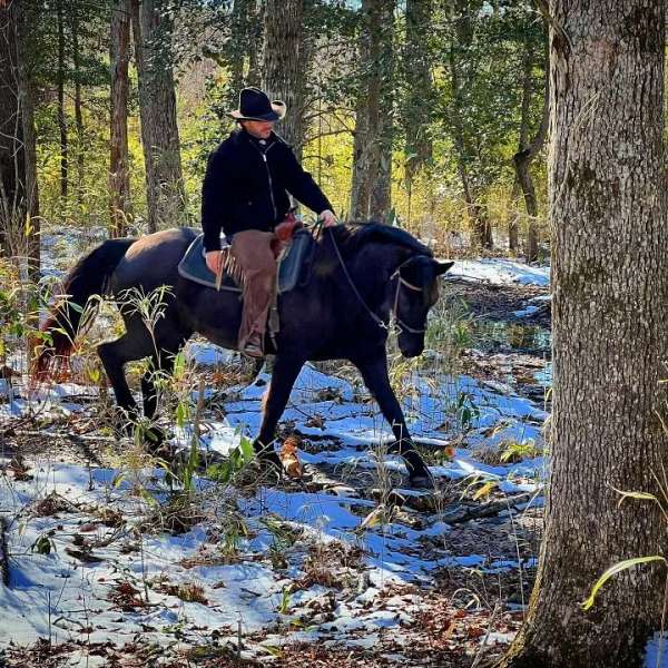 ranch-friesian-horse