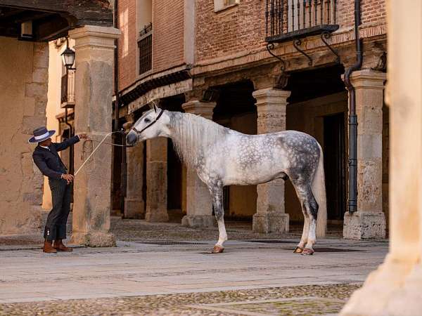 andalusian-horse