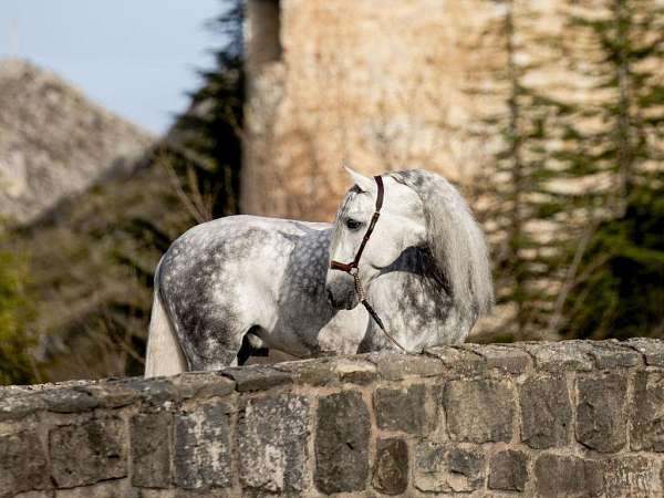 grey-andalusian-horse