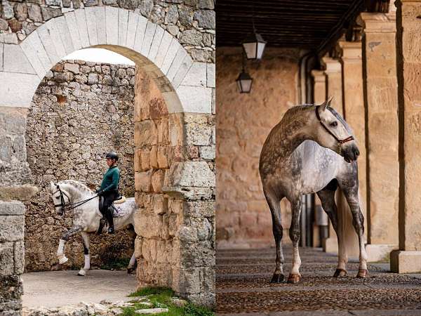 stallion-andalusian-horse