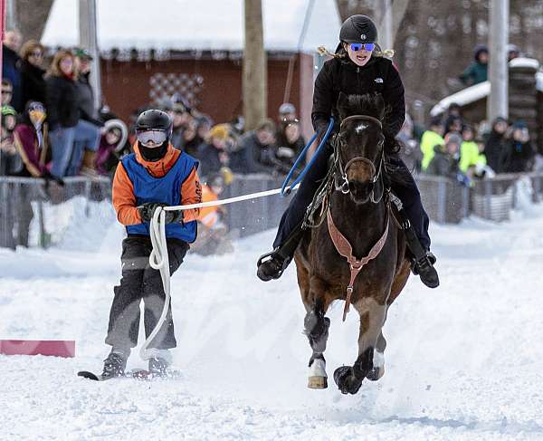 athletic-morgan-horse