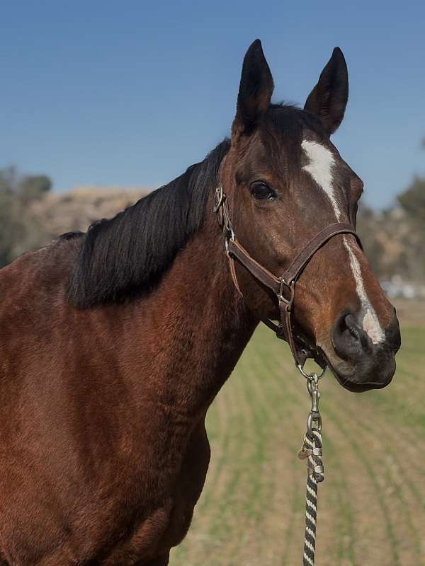 all-around-thoroughbred-horse