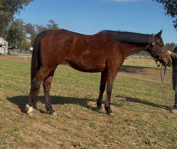 dressage-thoroughbred-horse