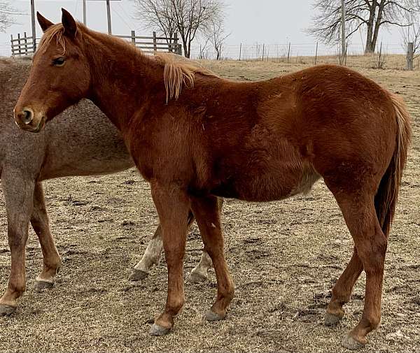 trail-quarter-horse