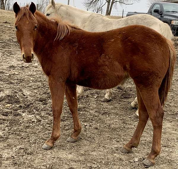 ranch-quarter-horse