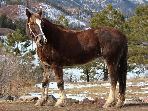 draft-mustang-horse