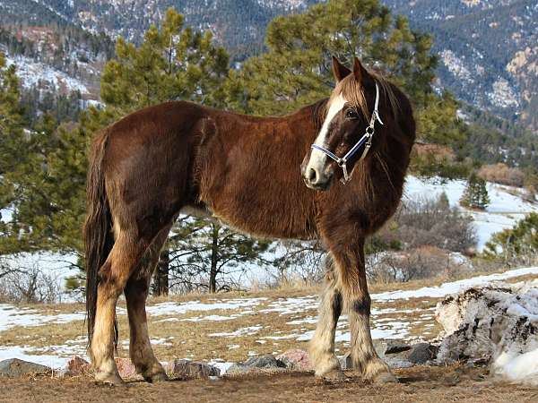 horsemanship-mustang-horse