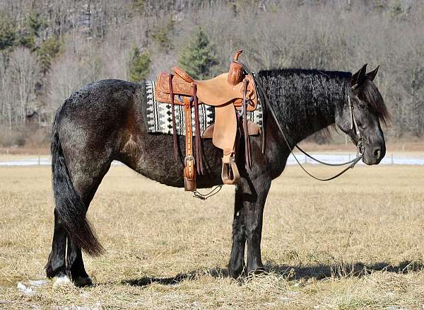 blue-roan-all-around-horse