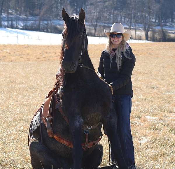 blue-roan-english-pleasure-horse