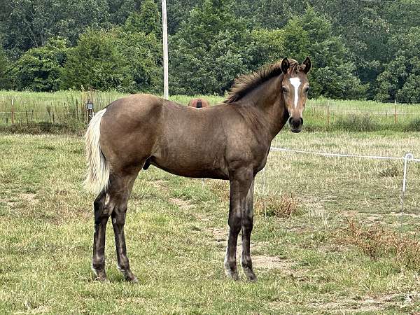 bay-connemara-pony-colt