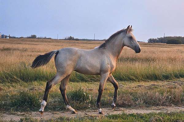 mft-missouri-fox-trotter-horse