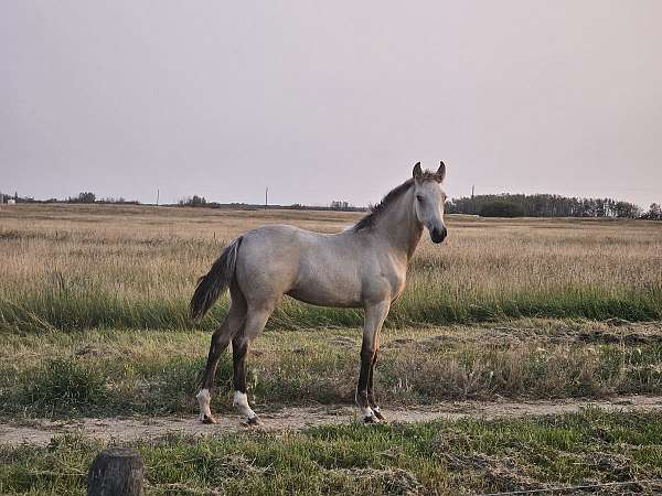 buckskin-filly-missouri-fox-trotter-horse