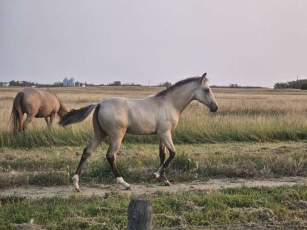 clear-missouri-fox-trotter-horse