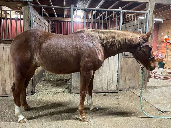 quarter-horse-gelding