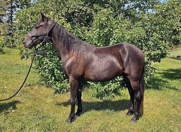 black-crtwh-gelding