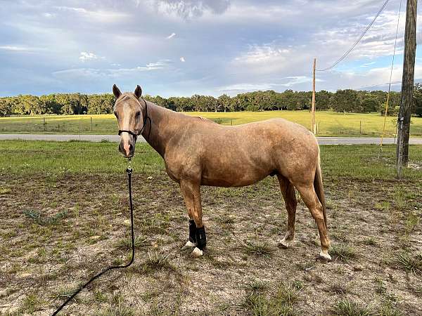 quarter-horse-gelding