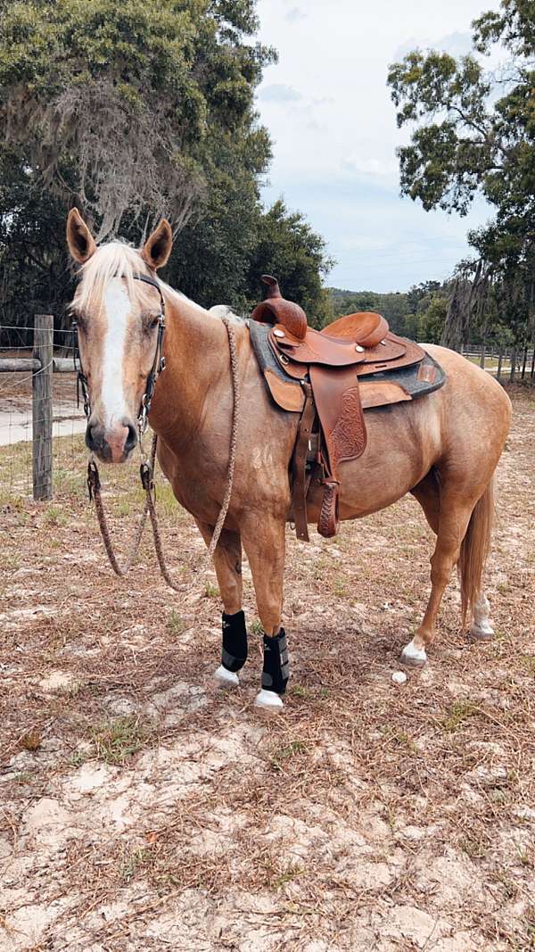 quarter-horse-for-sale