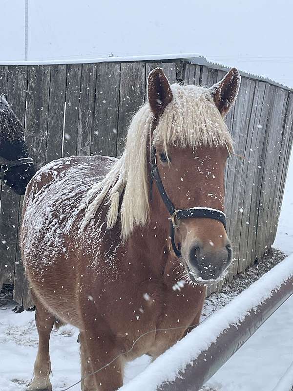 draft-belgian-horse