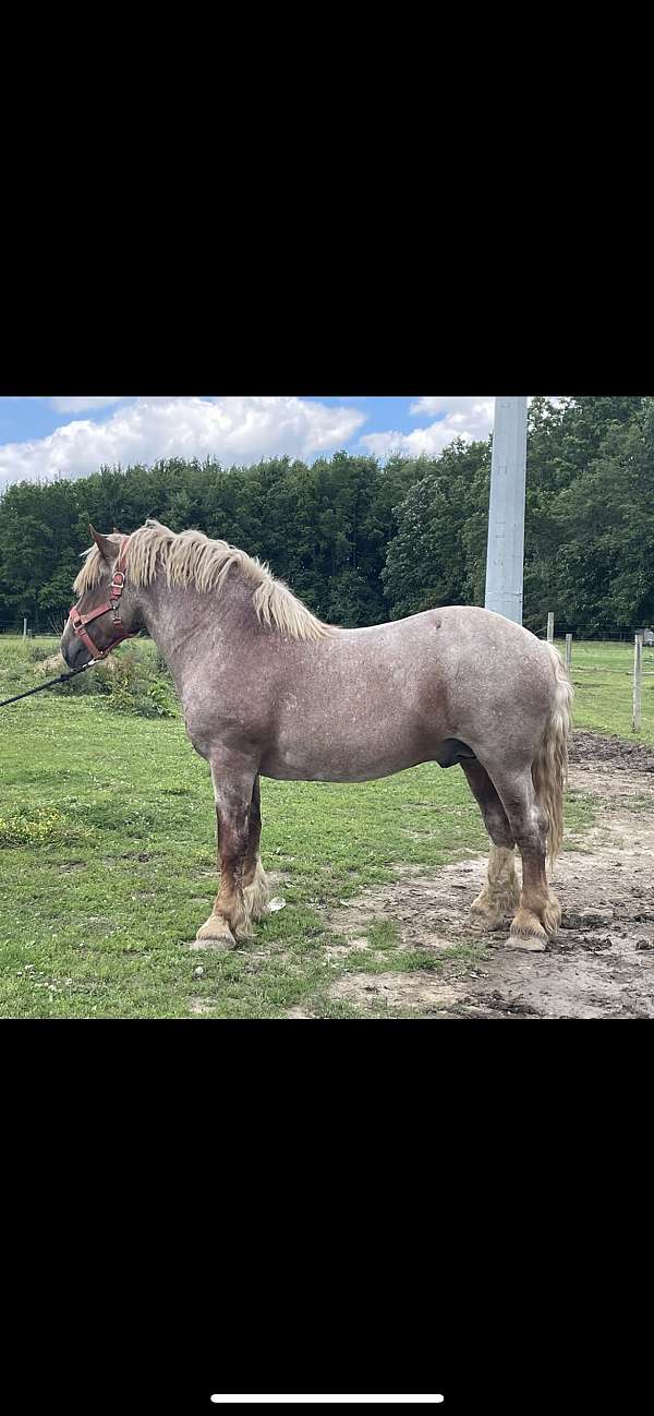 get-mare-pregnant-belgian-horse