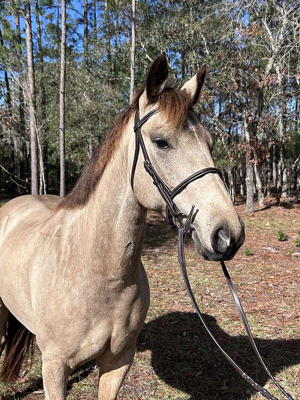 l-hind-pastern-horse