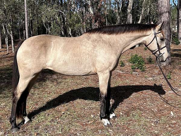 buckskin-l-r-front-pasterns-horse