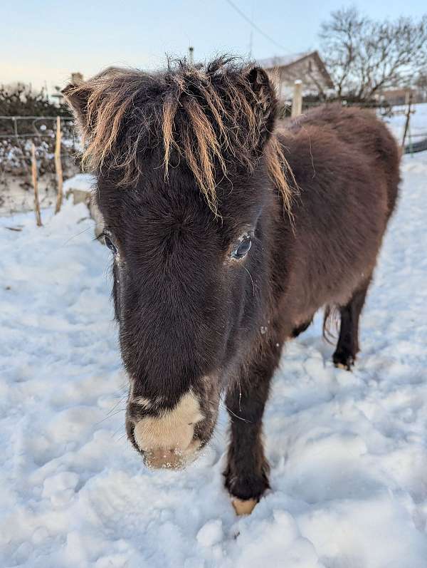 maverick-miniature-horse