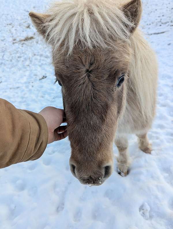 miniature-colt