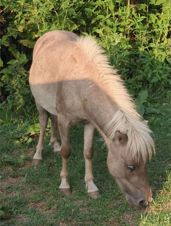 miniature-horse-for-sale